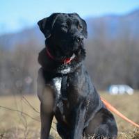 Lukas in attesa di adozione