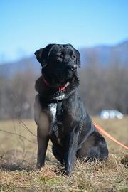 Lukas in attesa di adozione