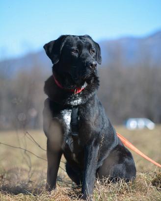 Lukas in attesa di adozione