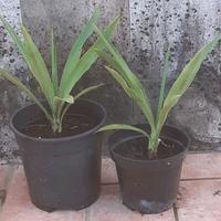 2 piante di yucca o tronchetto della felicità 