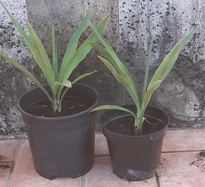 2 piante di yucca o tronchetto della felicità 