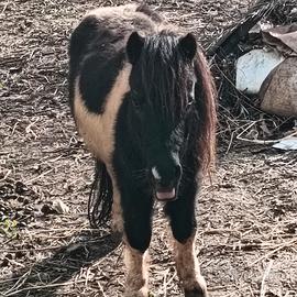 PONI maschio