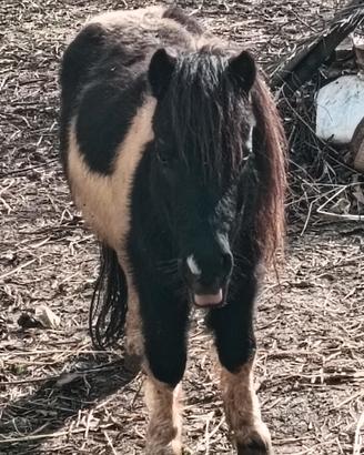 PONI maschio