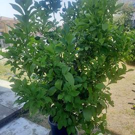 pianta limoni