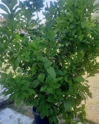 pianta limoni
