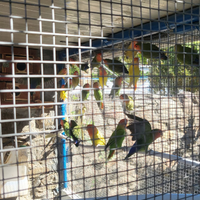 Inseparabili