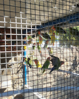 Inseparabili