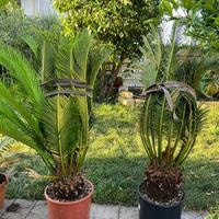 Piante cycas