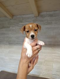 Jack Russell cuccioli