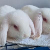 Cuccioli di coniglio ariete nano