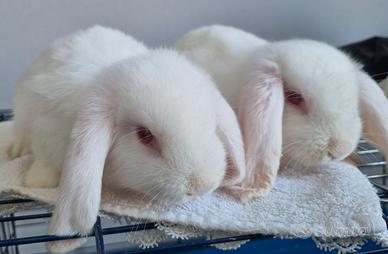Cuccioli di coniglio ariete nano