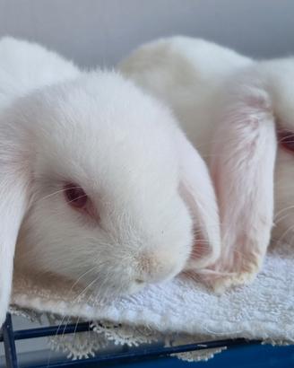 Cuccioli di coniglio ariete nano