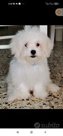 Maltesi toy