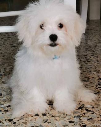 Maltesi toy