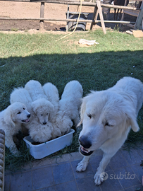 Cuccioli di pastore maremmano