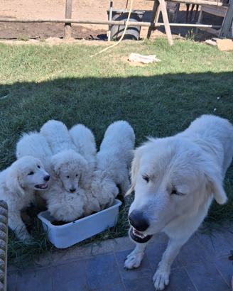 Cuccioli di pastore maremmano
