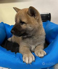 Cucciolini di shiba inu