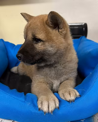 Cucciolini di shiba inu