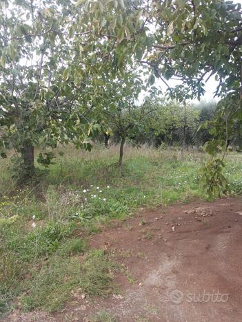 Terreno agricolo Prato Rinaldo