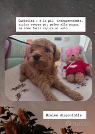 Cuccioli barboncino Toy
