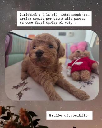 Cuccioli barboncino Toy