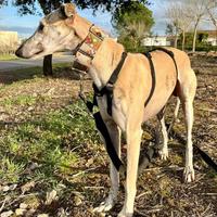 Dido galgo dal manto dorato