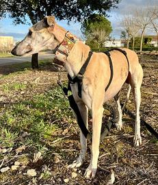 Dido galgo dal manto dorato