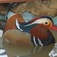 Anatre Mandarine solo Maschi