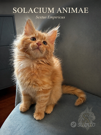 Cuccioli Maine Coon genealogia russa pedigree WCF