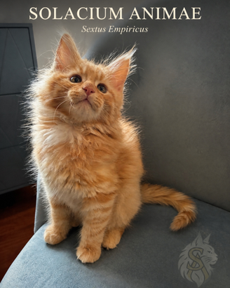 Cuccioli Maine Coon genealogia russa pedigree WCF