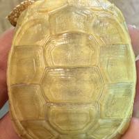 Testudo margina albino T+ & Hypo 2025