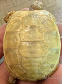 Testudo margina albino T+ & Hypo 2025