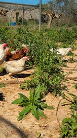 GALLINE OVAIOLE