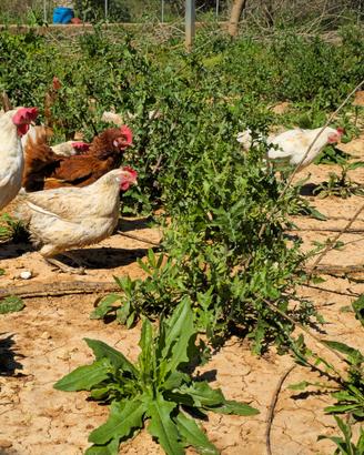 GALLINE OVAIOLE