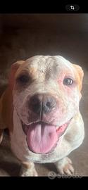 Amstaff