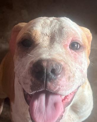 Amstaff