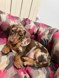 Bassotto arlecchino maschio