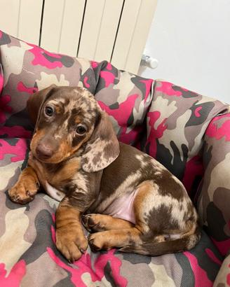 Bassotto arlecchino maschio