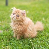 Gattina persiana red tabby