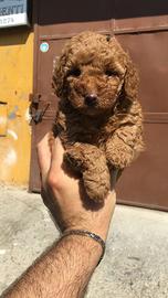 BARBONCINO toy red bruwn