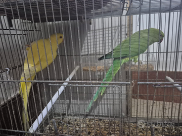 Coppia pappagalli