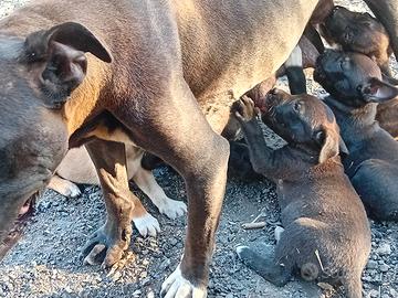 Cuccioli Amstaff
