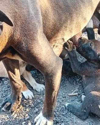 Cuccioli Amstaff