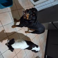 Rottweiler maschio 7 anni, per cucciolata