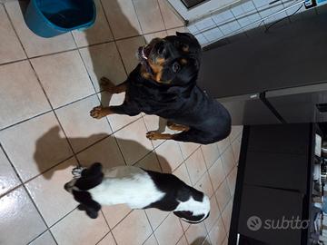 Rottweiler maschio 7 anni, per cucciolata