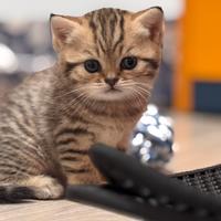 Gatti british shorthair