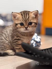 Gatti british shorthair