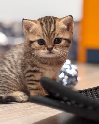 Gatti british shorthair