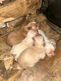 Cagnolini