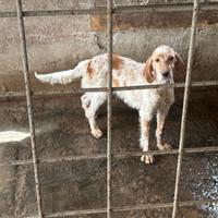 Setter inglese